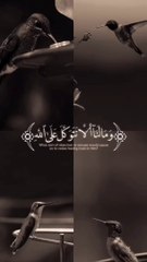 Surat Ibrahim (12) قران بصوت جميل جدا