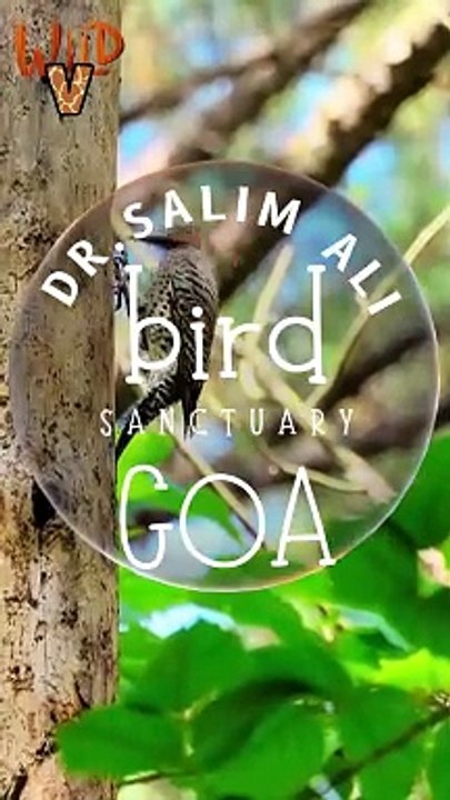 Bird Watching in Goa