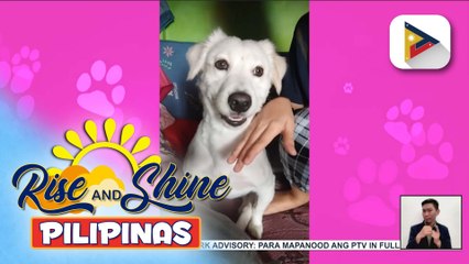Adorable dog with disability na si Chanel, kilalanin!