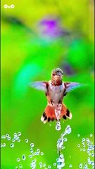❤️Nature’s Freedom (Video) with the bird #outdoors #bird