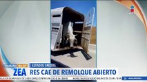 Res cae de un remolque abierto en Estados Unidos