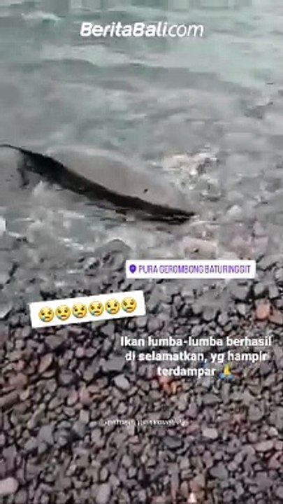 Seorang pemuda harapan bangsa berhasil mengevakuasi seekor lumba-lumba