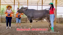เจ้าเมลเบิร์นลูกเก้าเจริญ น้องเจสซี่ ควายงามฟาร์มฮัก EP4 เต๋อแพาเที่ยว