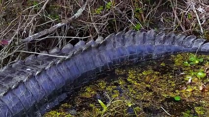 "Stay In Or Die Out"