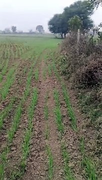 फसलों के लिए मुफीद होने लगा मौसम, किसानों के चेहरों पर लौटी रौनक