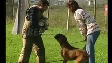 Cani Boxer e Dobermann due razze a confronto. Cani da guarda, difesa e compagnia. 1993