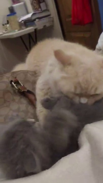 Kittens goes WILD with Chanel BAG Cat Cat videos Meow