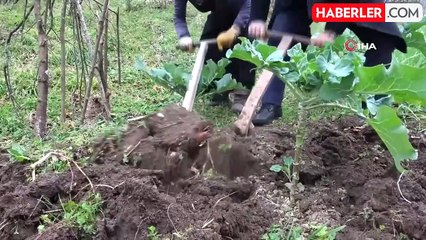 Bağımsız aday 1 oy için tarla belliyor
