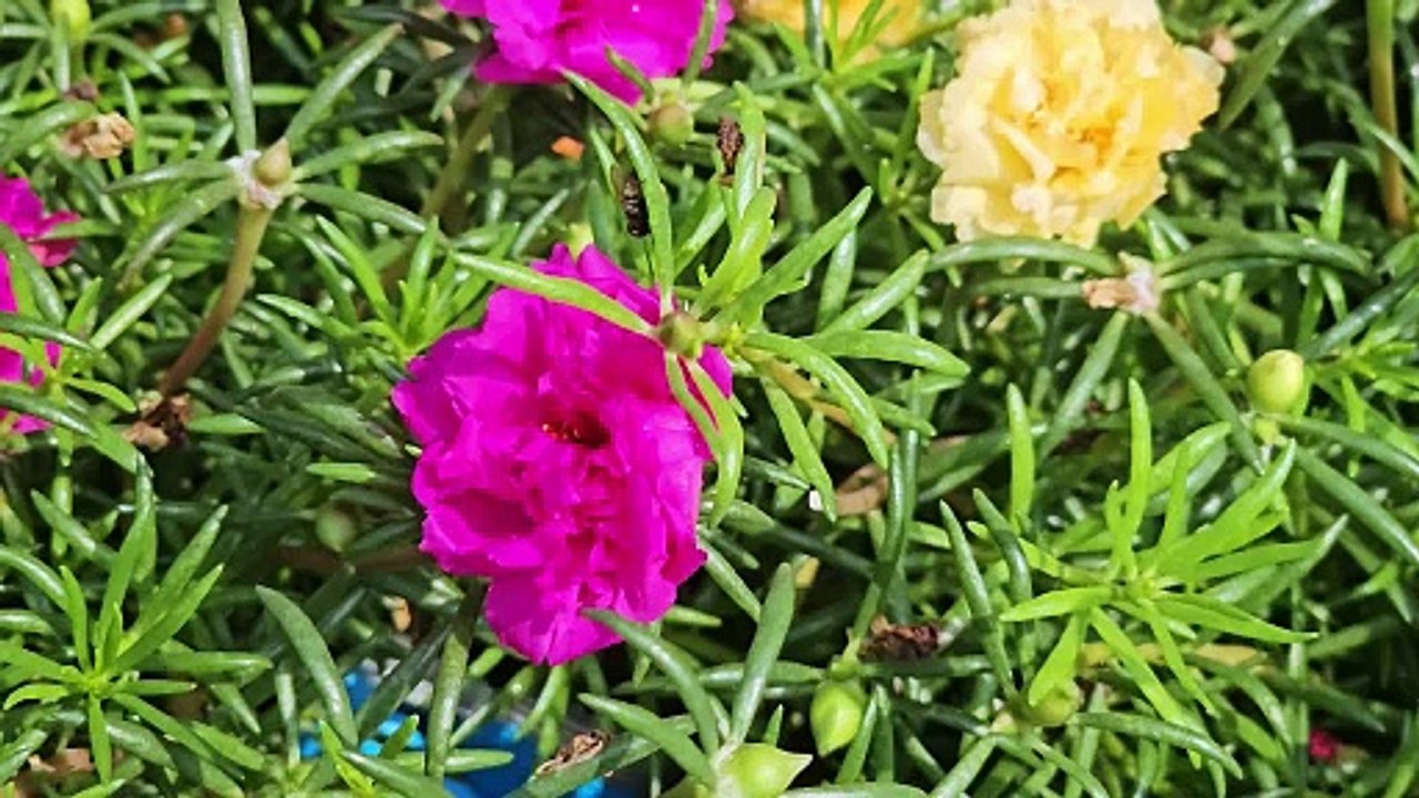 Tiny Flowers