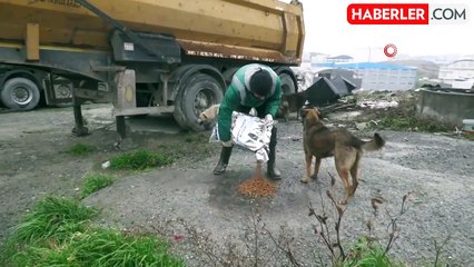 Esenyurt'ta sokak hayvanlarına mama desteği