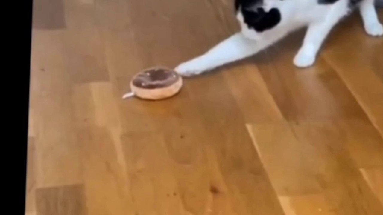 Funny cat