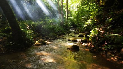 Yüzde 59'u orman! Yalova doğa turizmine yöneldi