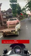 Kira - kira si Icha mau berpergian kemana ya