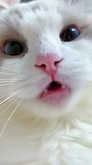 #shorts cat meme & kitten funny cats meow baby cute compilation [cat-cash home)