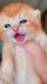 cat meme & kitten - funny cats meow baby cute compilation