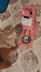 LYNCH loading... meteor will fall cat Berlin #shorts  #cat