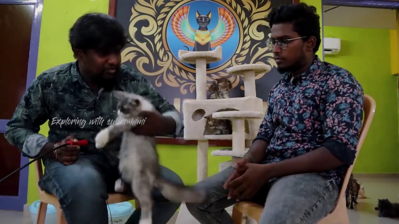 1 lakh worth exotic cats_Cat farm_cat varieties_cats for sale_Xploring