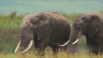 Elephant vs Horse: Who will win?