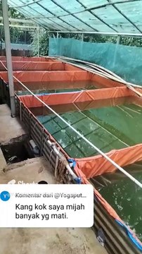 GAGAL pemijahan induk lele❗Mungkin syaratnya belum kalian penuhi