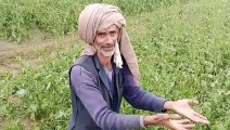 किसान का दर्द: मे सिर पर शासन का कर्ज, 2 मोड़ी ब्याह को हैं, ओरे ते फसल बर्बाद है गई