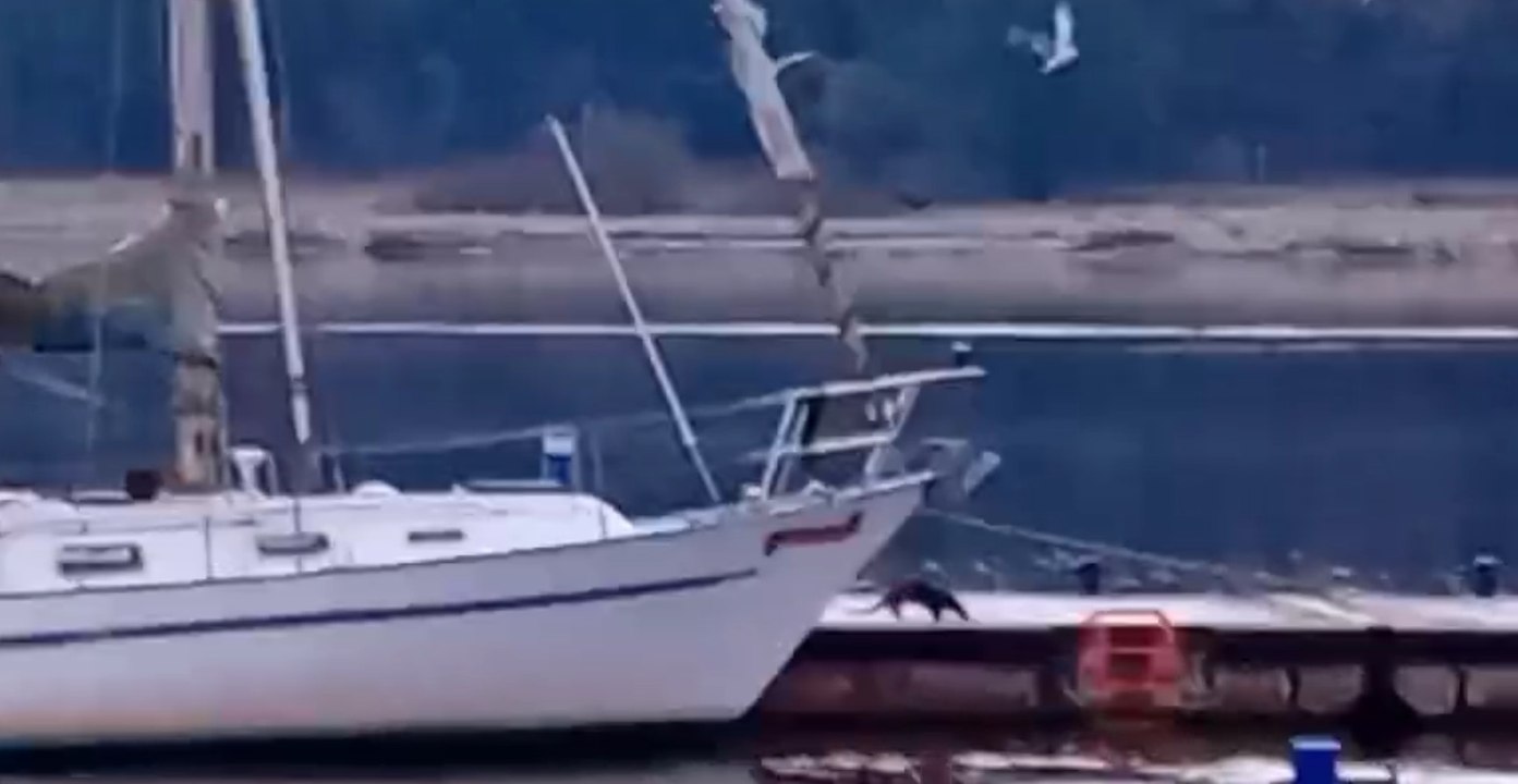 Otter dodges divebombing seagulls and takes a stroll along Foyle Port jetty in Derry