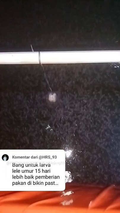 Larva umur 15 hari baiknya diberi pakan pasta atau pelet keringa❓