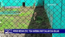 3 Harimau Mati dalam 2 Bulan, Krisis Medan Zoo Harus Segera Ditangani