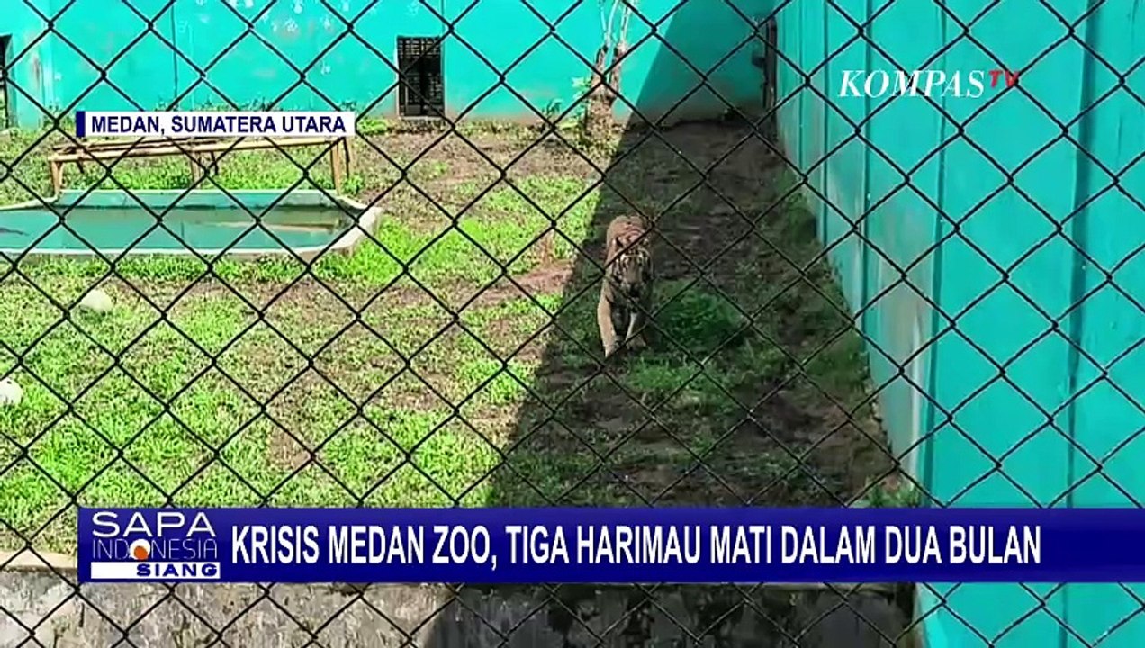 3 Harimau Mati dalam 2 Bulan, Krisis Medan Zoo Harus Segera Ditangani