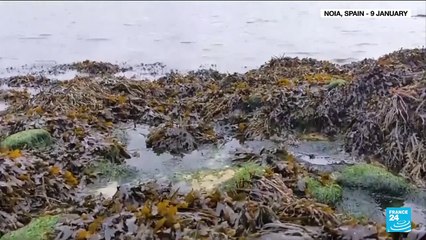 Spain investigates contamination of Atlantic shore by countless plastic pellets spilled from ship