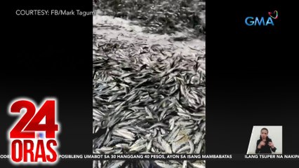 Dalampasigan sa Sarangani, dinagsa ng libu-libong tamban | 24 Oras
