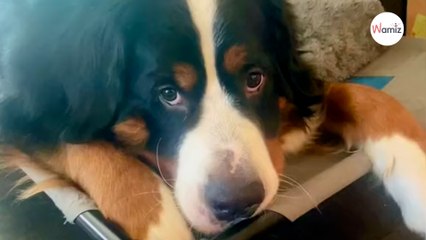 Berneńczyk ma minę winnego: kiedy opiekunka widzi, co ukrywa, wybucha śmiechem (video)