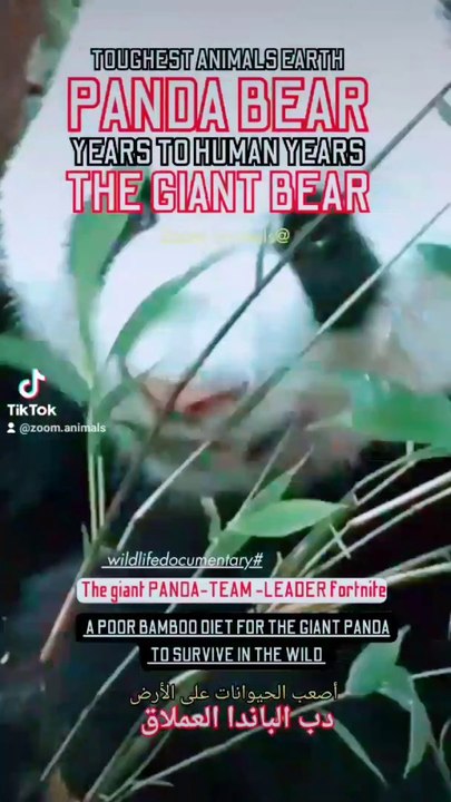 Pand a team leader, panda team leader fortnite, giant panda big black eyes, pandas dont love mama, the giant red panda bear, pandas show some love, toughest animal earth, panda bamboo diet for a few years to survive, panda year to human years panda panda