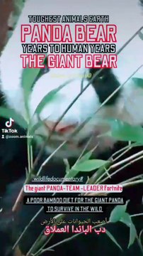 Pand a team leader, panda team leader fortnite, giant panda big black eyes, pandas dont love mama, the giant red panda bear, pandas show some love, toughest animal earth, panda bamboo diet for a few years to survive, panda year to human years panda panda