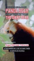 Pand a team leader, panda team leader with no mask, panda birthday bamboo diet, giant panda big black eyes, the giant red panda bear, panda bamboo diet for a few years to survive, panda year to human years pan
