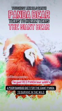 the giant red panda bear, pandas reserves bamboo jungle, panda don't love his mama, toughest animal earth, panda bamboo diet for a few years to survive, panda year to human years panda panda express menu panda yaya xbox 360 panda xbox panda pfp xbox 360 k