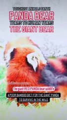 the giant red panda bear, pandas reserves bamboo jungle, panda don't love his mama, toughest animal earth, panda bamboo diet for a few years to survive, panda year to human years panda panda express menu panda yaya xbox 360 panda xbox panda pfp xbox 360 k