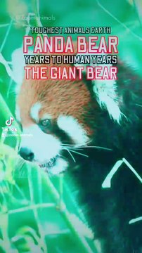 Pand a team leader, panda team leader with no mask, panda birthday bamboo diet, giant panda big black eyes, the giant red panda bear, pandas show some love, toughest animal earth, panda bamboo diet for a few years to survive, panda year to human years