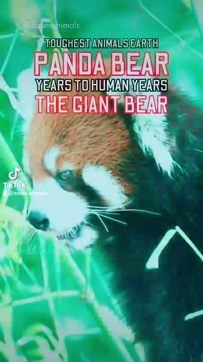 Pand a team leader, panda team leader with no mask, panda birthday bamboo diet, giant panda big black eyes, the giant red panda bear, pandas show some love, toughest animal earth, panda bamboo diet for a few years to survive, panda year to human years