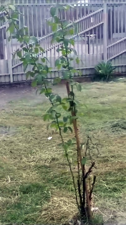 Chuvas provocam erosões, alagamentos e quedas de árvores em várias regiões de Umuarama - Avenida Brasil