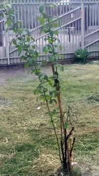 Chuvas provocam erosões, alagamentos e quedas de árvores em várias regiões de Umuarama - Avenida Brasil