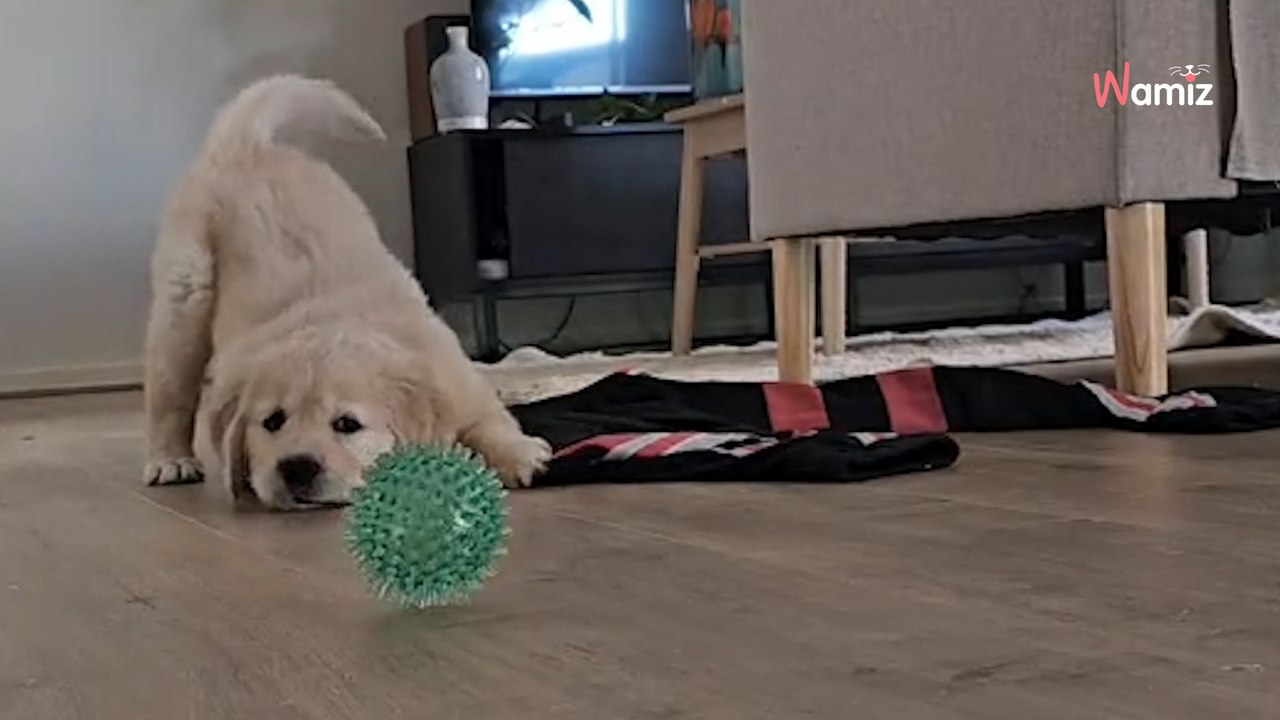 Video: Una cucciola scopre la sua nuova casa. La sua padrona le fa una bella promessa per il futuro