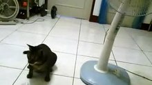 VID_20140808_215220