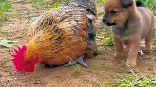 Friendship ⧸ puppy and chicken . A beautiful moment #191 - #shorts