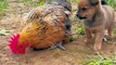 Friendship ⧸ puppy and chicken . A beautiful moment #191 - #shorts