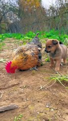 Friendship ⧸ puppy and chicken . A beautiful moment #191 - #shorts