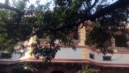 नांता में आवारा श्वानों ने नीलगाय के बछड़े को फफेड़ा, लोगों ने बचाया