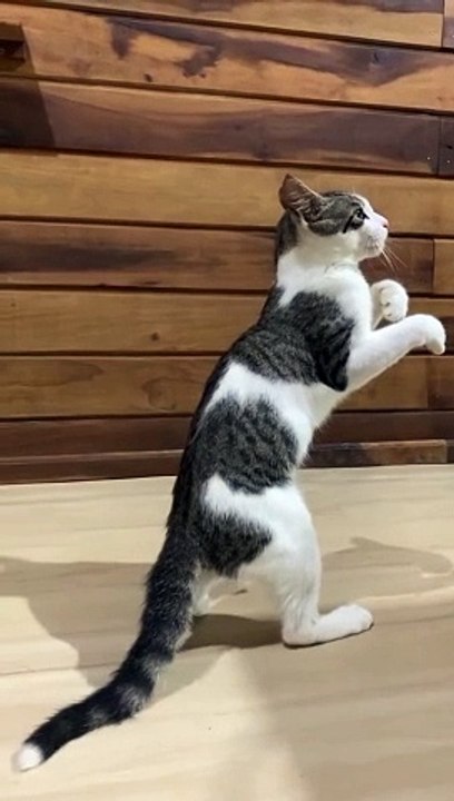Boxing cat