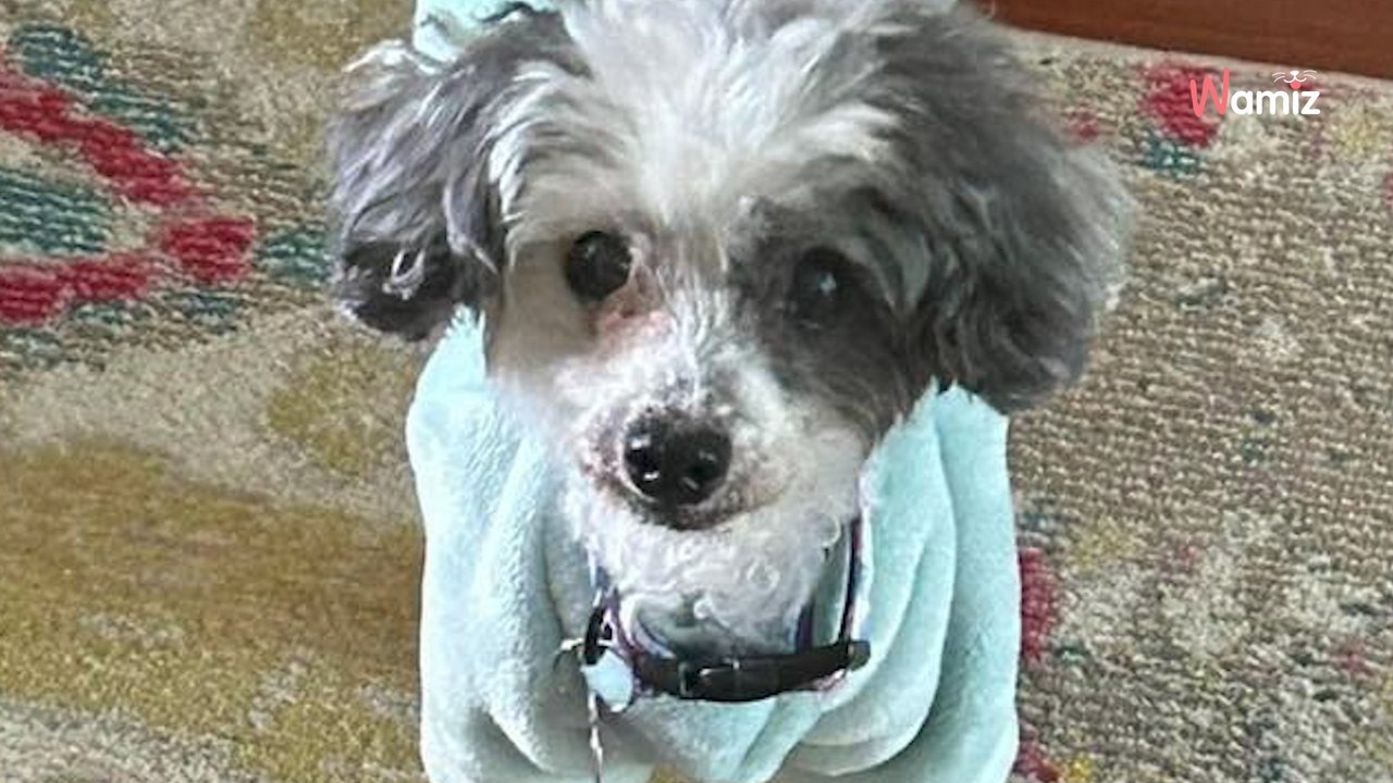 16-jährige Hündin mit Zettel ausgesetzt: Der Halter hat eine eiskalte Forderung