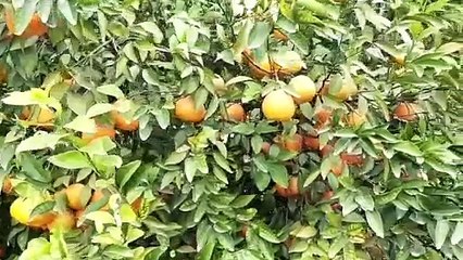 खरीफ की फसल खराबे से उभरे ही नहीं किसान, अब रबी की फसल पर बरपा कहर