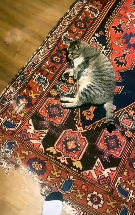 Cat Gets Angry With the Wrong Person